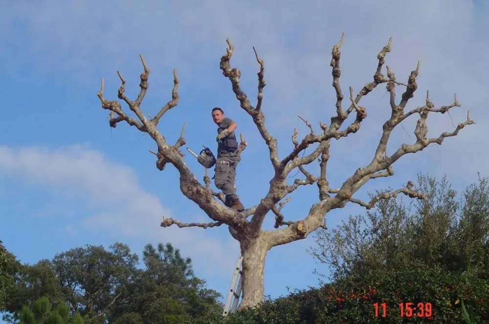 Arbre