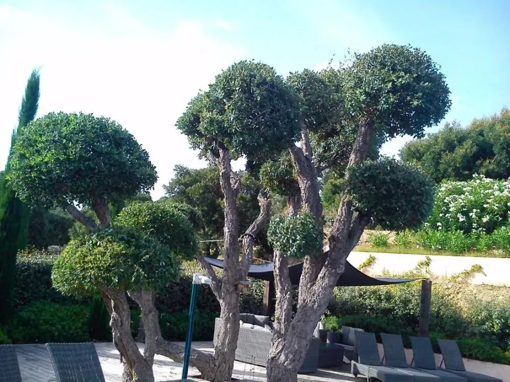 Arbres